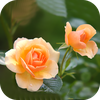 Flower Wallpaper 2025
