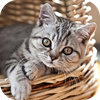 Kitten Wallpaper 2025