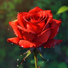 Red Rose Flowers Wallpapers
