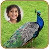 Peacock Photo Frames HD