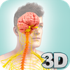 Nervous System Anatomy Pro.