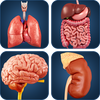 My Organs Anatomy