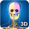 Skeleton Anatomy Pro.