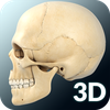 Skull Anatomy Pro.