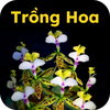 Hướng dẫn trồng hoa