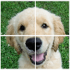 Dogs Puzzle