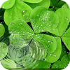 Green Leaf Live Wallpaper