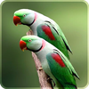 Parrot Live wallpaper App