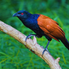 Coucal bird sounds