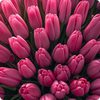 Tulip Wallpapers HD
