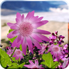 Flowers Live Wallpaper