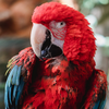 Parrot Wallpapers
