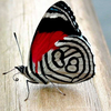 Butterfly Wallpapers