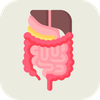 Digestive System