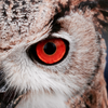 Owl Wallpaper