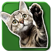 WASticker Cats