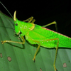 Katydid sounds