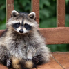 Raccoon Sounds