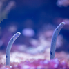 Garden Eel Pet