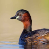 Little Grebe Sounds