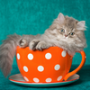 Cute Cat Parsian Wallpapers HD