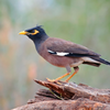 Myna Bird Sounds