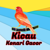 Kicau Burung Kenari Gacor