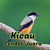 Kicau Cendet Gacor