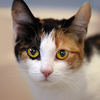 Talking Calico Cat
