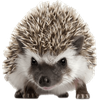 Hedgehog Web Browser