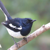 Oriental magpie robin bird