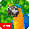 Parrot Wallpapers PRO