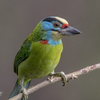 Asian barbet bird Sounds