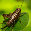 Cricket Sounds
