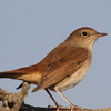 Nightingale bird sounds