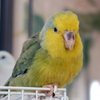 Parrotlet bird sounds