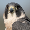 Peregrine Falcon Sounds