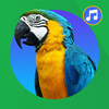 Bird Sound And Ringtones