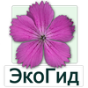 EcoGuide: Russian Wild Flowers