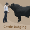 Cattle Judging