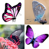 Stickers de Mariposas