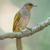 Stripe-throated bulbul Sounds