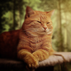 Cat Wallpapers 4K & HD