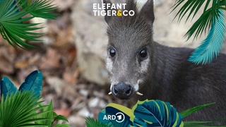 Creative: 08207afb47cc5b090b481f17fa3d395c