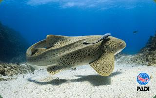 Creative: 08c702201f0a7916e4df073d47fc189d