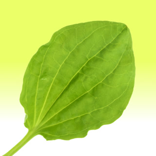 Creative: 0fe38de0eab51167eb252ec3f33fdbe4