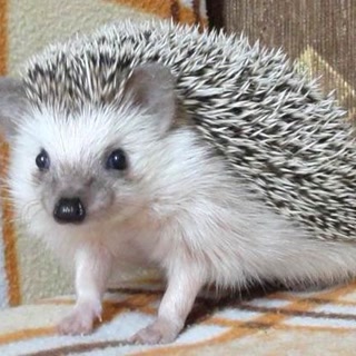 Creative: 11c8e55e696b4ac31172a670bcf3cebb