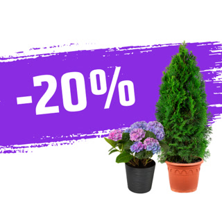 Creative: 12e41edd5535d3528ad782b5e3f6ad07