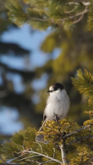 Creative: 15ce7816fc13a352ddecb69cd2f46920