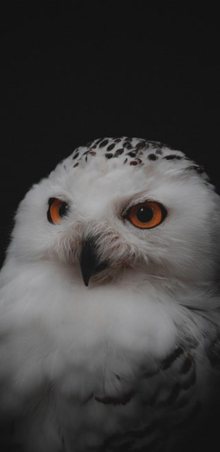 Creative: 16ad1d75648d8103ec4cf1a379b3f38e